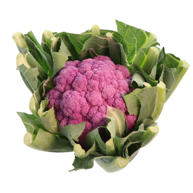 CHOU FLEUR VIOLET 8PCS